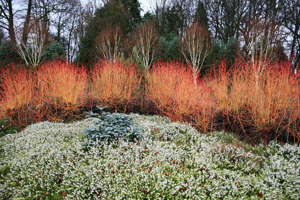 Эффектные красные стволики дёрена белого Aurea (Cornus alba Aurea)     Фото С. Карепанов.