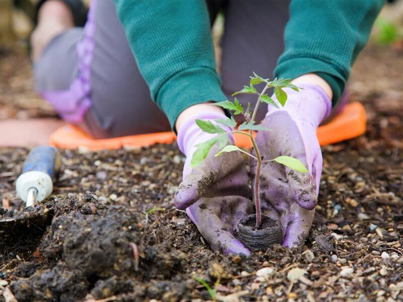 Посадка рассады