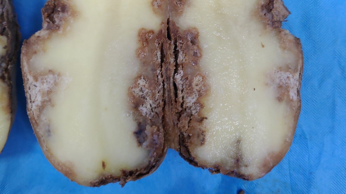 Фото:Михаил Приданников
Клубень картофеля, поражённого стеблевой нематодой