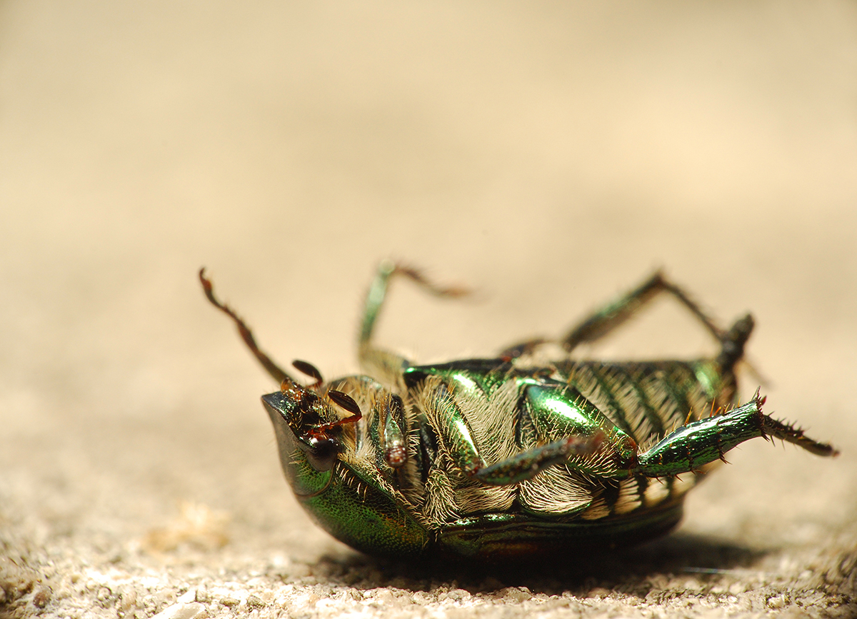 Из этого видео вы узнаете, почему мертвое или больное насекомое часто оказывается лежащим на спине.