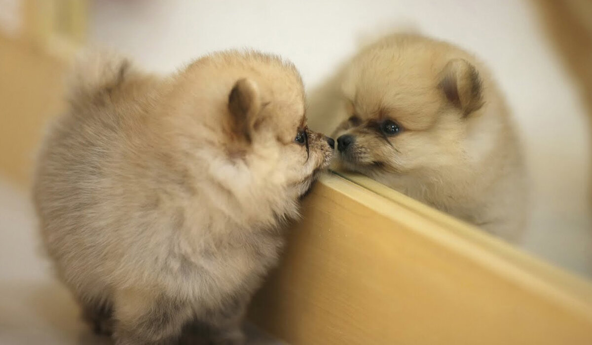 Ну и что это за плоская собака без запаха?