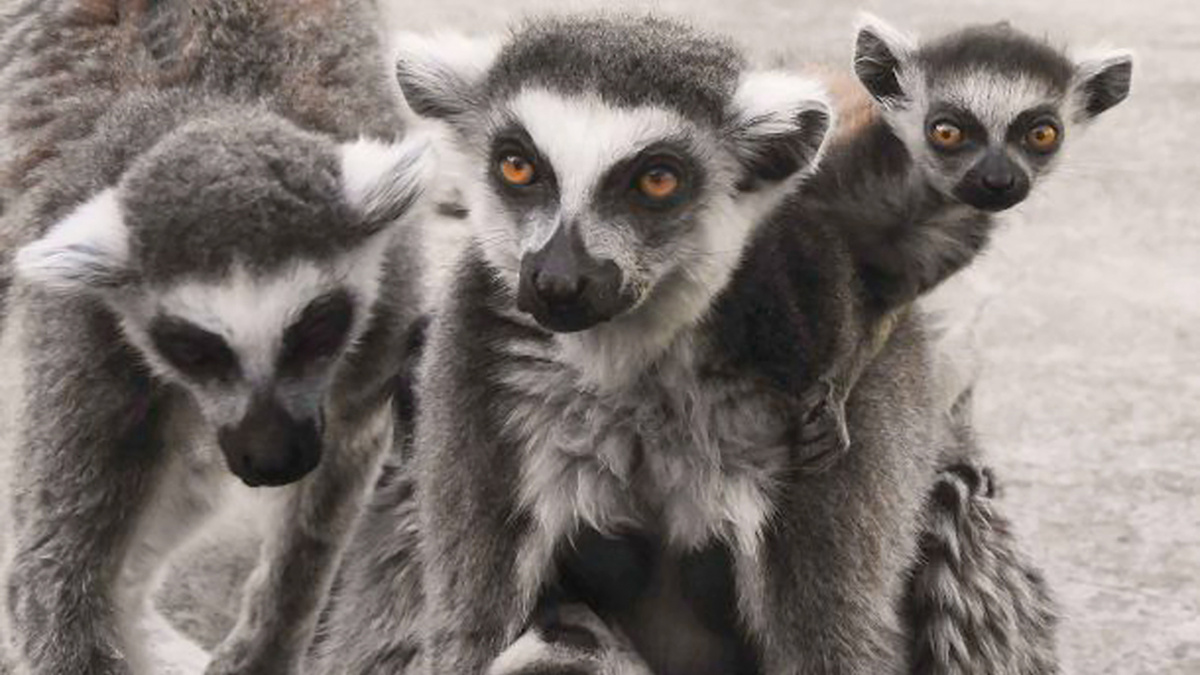 Фото: пресс-служба Московского зоопарка