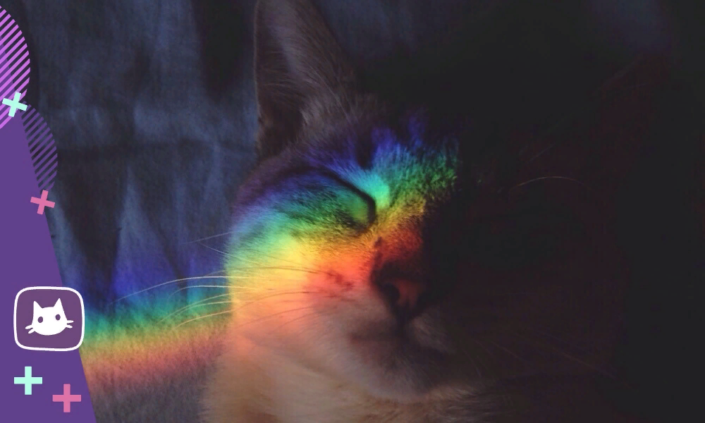 Котик ушел на радугу картинки