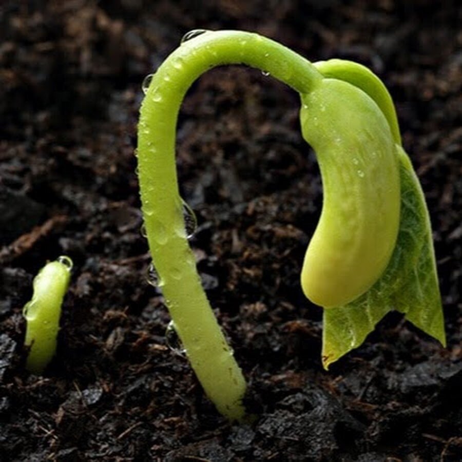 Фасоль относится к теплолюбивым растениям, она совершенно не переносит холода и тем более заморозков. Поэтому очень важно подобрать наиболее оптимальное время для посева культуры, чтобы всходы благополучно взошли и начали нормально расти. 
Сажать фасоль в открытый грунт можно только после того, как полностью исчезнет угроза возвратных весенних заморозков.

Важны и температурные условия! Первые 10 сантиметров поверхности почвы должны прогреться до +12-14°C. А температура воздуха должна быть не ниже 15 градусов.