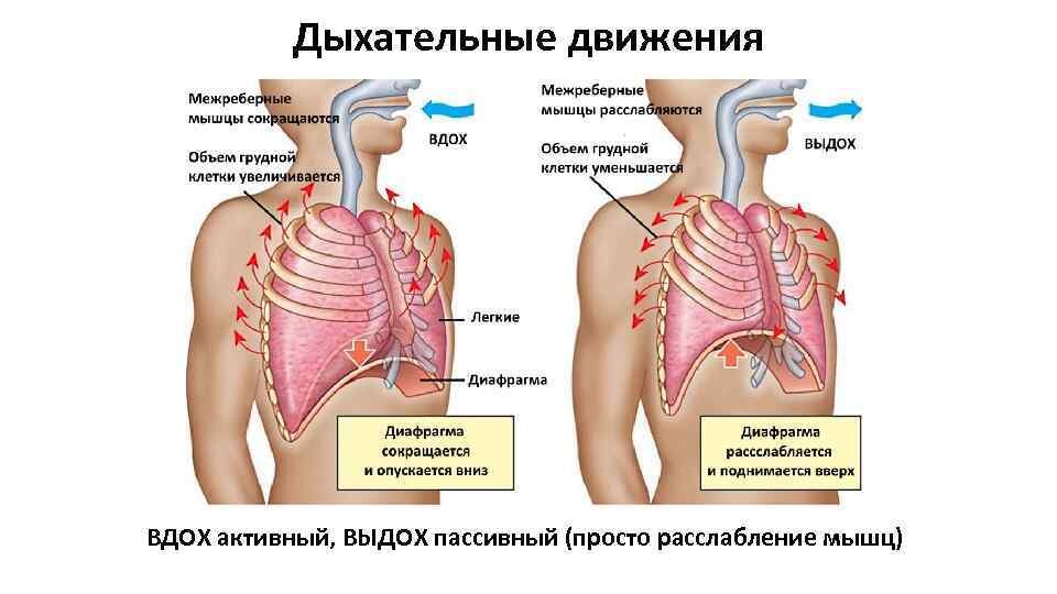 Источник фото: https://present5.com/dyxatelnaya-sistema-gazoobmen-v-legkix-i-tkanyax/