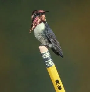 Колибри – пчела