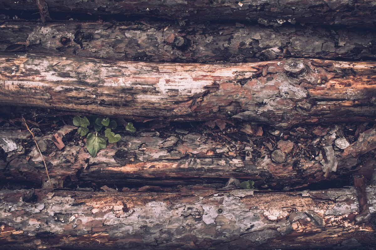 https://unsplash.com/photos/F9DfAwrm5FE
