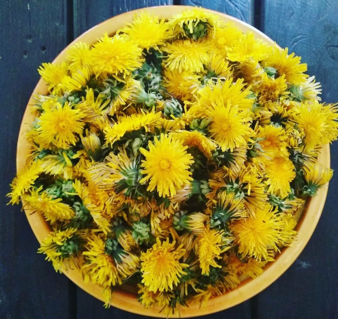 Лепесточки одуванчиков должны быть красивыми и яркими