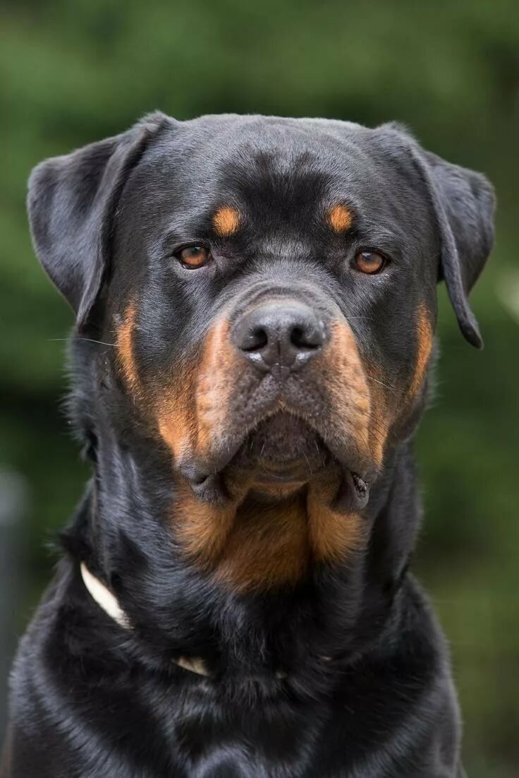 Самые популярные собачьи породы США