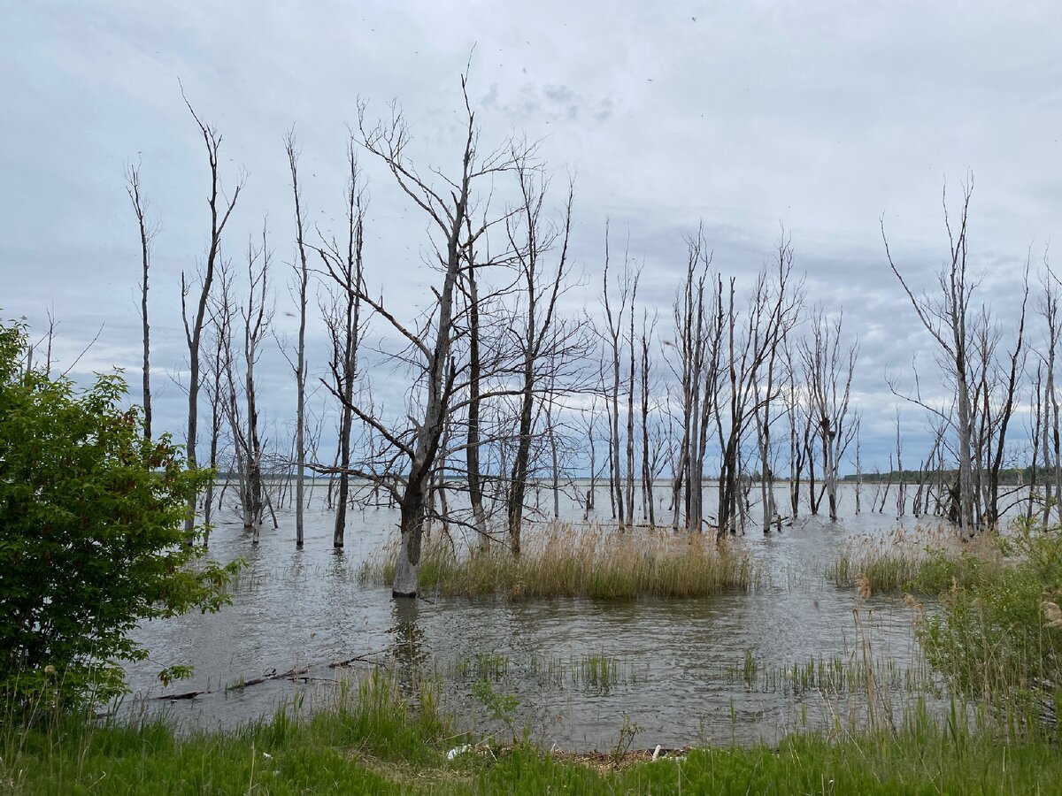 Деревья залитые водой. Сусканский залив Самарская область. Сусканский залив Тольятти. Тольятти Хрящевка Сусканский залив. Сусканский залив Самарская дамба.