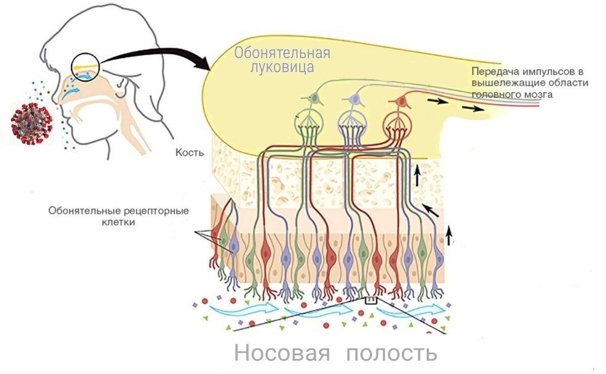 Пути обонятельной системы, по которым может передвигаться вирус