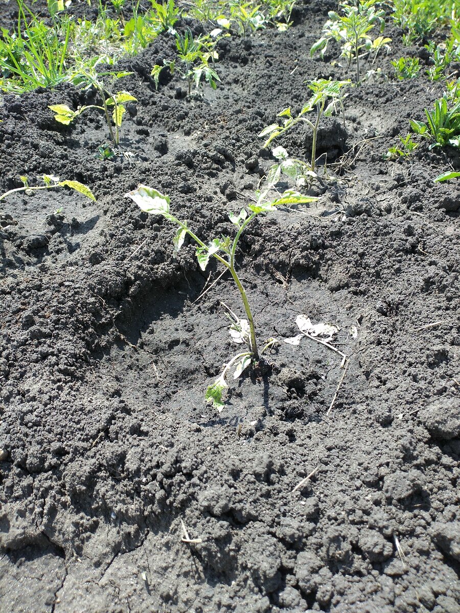 Подбитые морозом помидорчики 