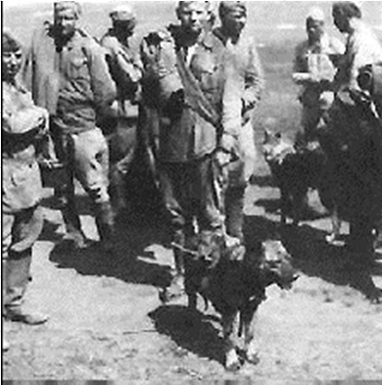 Пленные собаки и их вожатые - в Харьковском котле. Источник фото: https://kaankerede.livejournal.com/52232.html