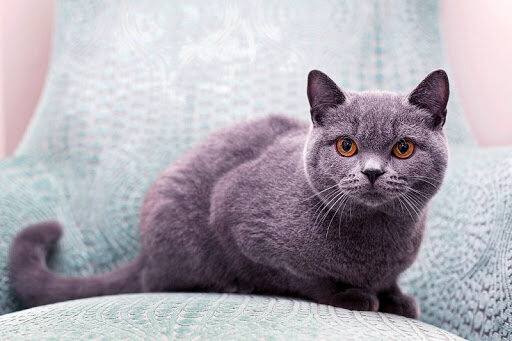 Как назвать британскую кошку девочку: красивые имена и забавные клички |  ВсеКотики | Дзен
