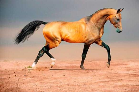 Археологами и историками доказано, что как минимум пять тысяч лет назад на территории Туркменистана была приручена лошадь. Специалисты не сомневаются, что именно предгорные равнины Копетдага создали благоприятные экологические условия для рождения рослых и резвых лошадей. Это защищенные от холодных ветров долины, изобилующие бобовыми и злаковыми растениями, не высыхающие летом травы горных лугов, изобилие водопоев. Поэтому ахалтекинцы непривычны к кормам низкого качества и трудно переносят морозы. В то же время в этих местах в древнейшие времена поселился человек, чем объясняется ранняя доместикация лошади. Надо отметить, что в предгорьях Копетдага в прошлые времена в большом количестве водились крупные хищники (тигр, барс), а пересеченный рельеф местности создавал для них удобные укрытия для засад.