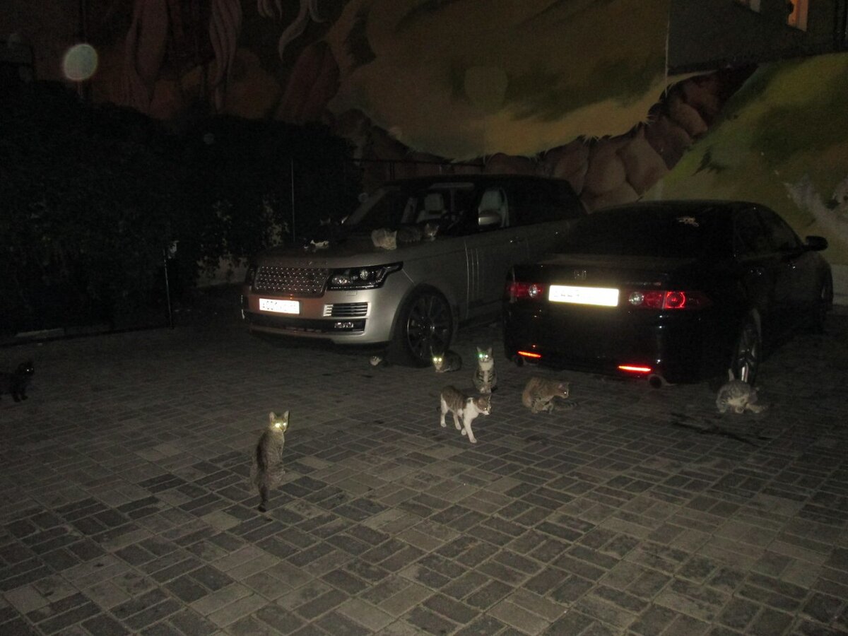 - фото 1 – питерские дворовые коты