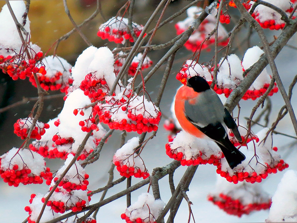 Снегирь на рябине в саду