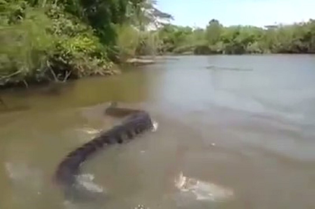 Слезы анаконды гл 49. Анаконда 10 метров в Бразилии. Амазонка река Анаконда. Река Амазонка змея Анаконда.