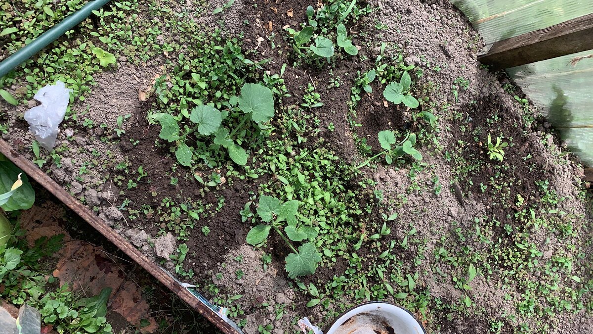 баклажаны и огурчики 