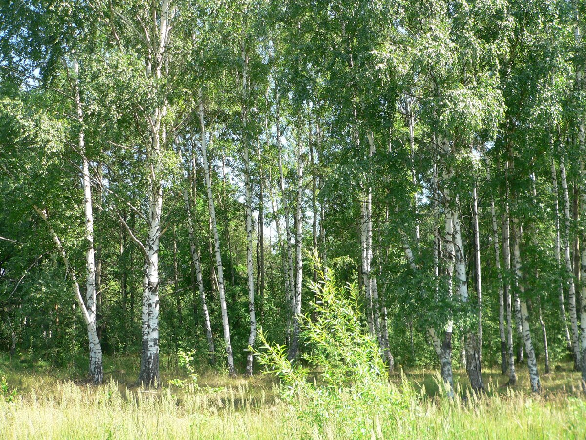 личный архив