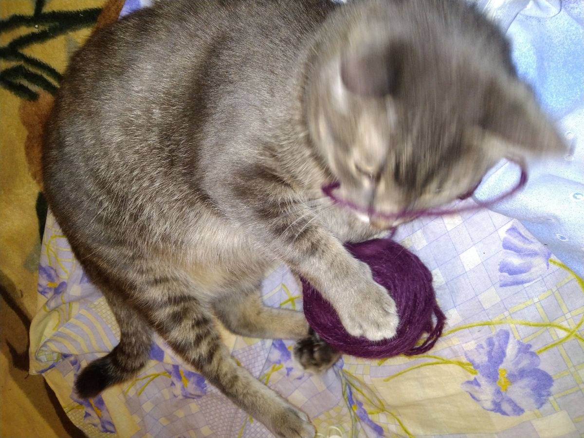 Как все коты любит клубочки. Обслюнявил мою будущую шапку)))