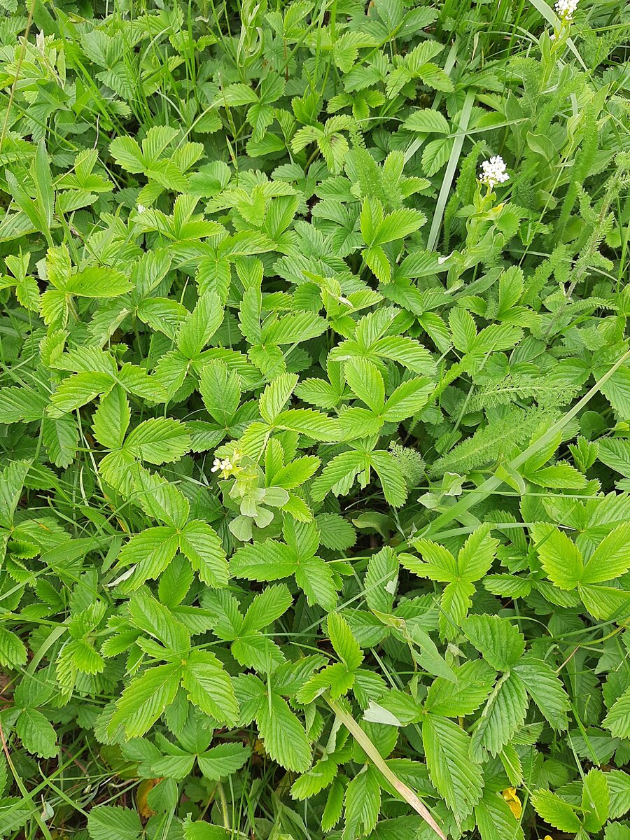 Земляничные заросли. Фото автора