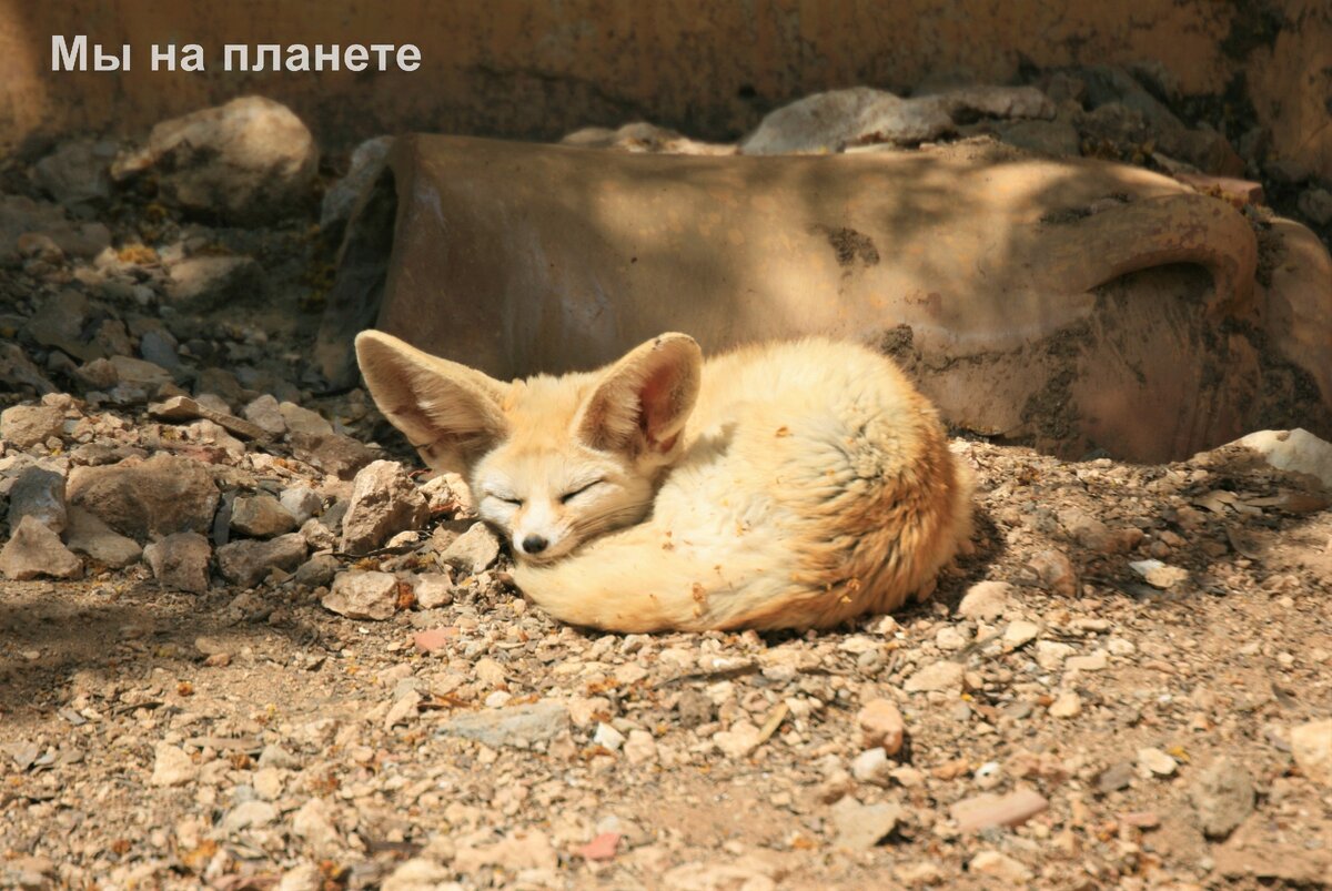 Милый ушастик.