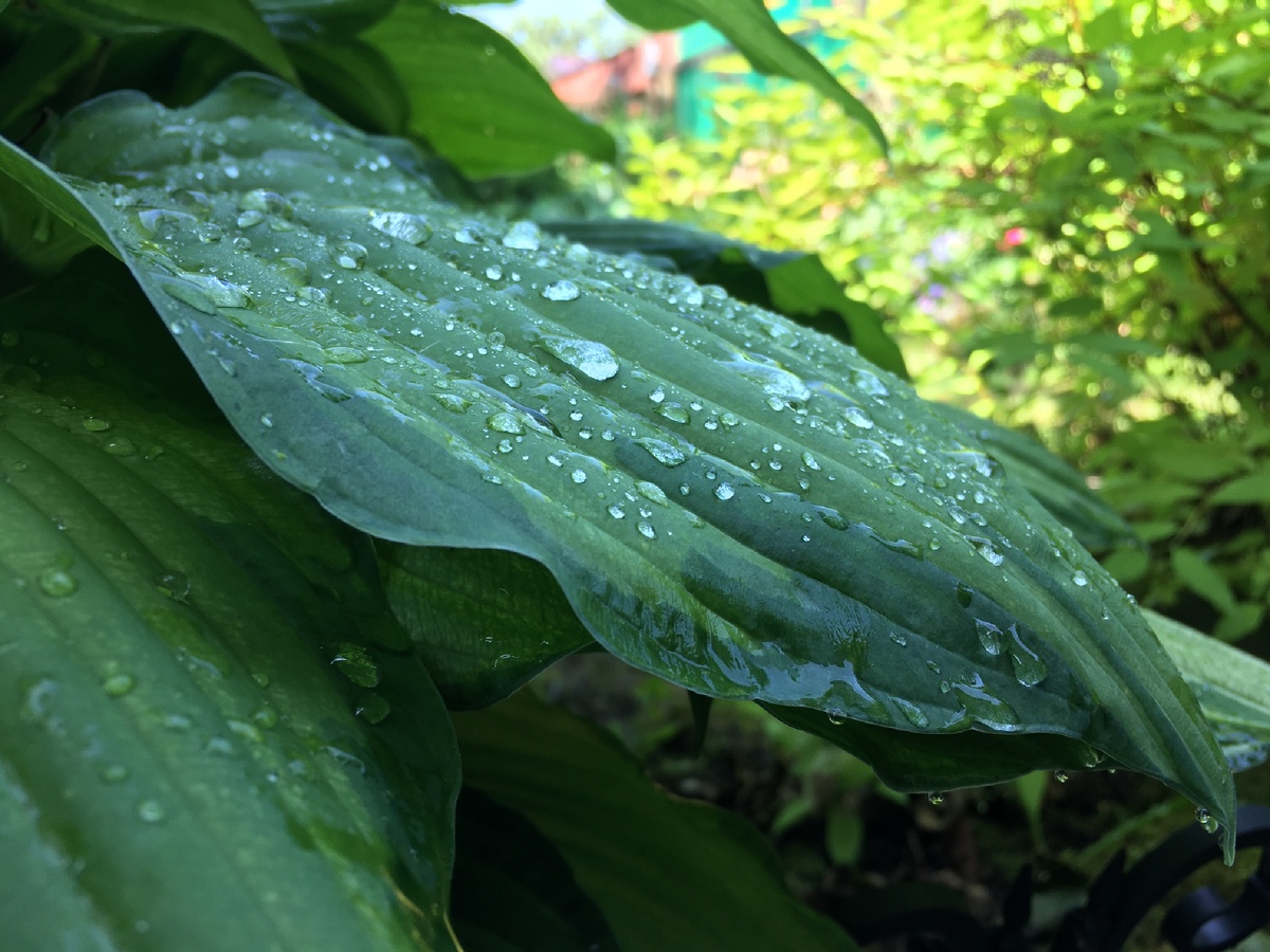 Люблю дождь🙃 И то, как все одивает после