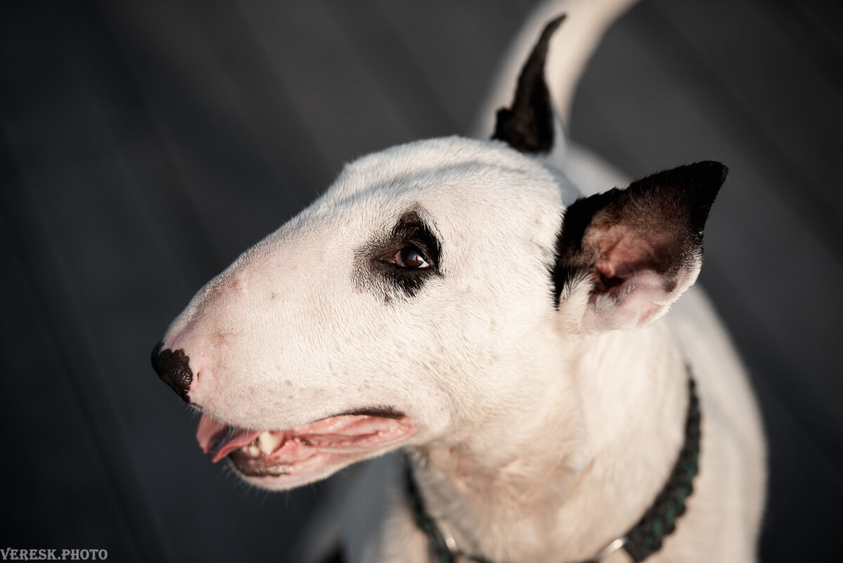 мой внимательный и старательный мальчик, фотограф Veresk.photo