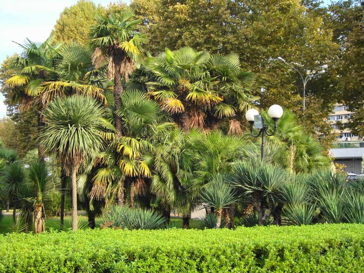 Платановая аллея