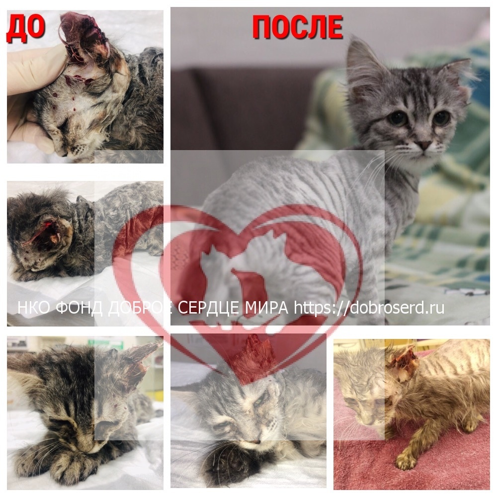 Подопечный фонда Доброе Сердце Мира - Томас