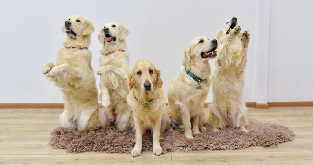 Фото: Учебно-кинологический центр «Собаки-помощники инвалидов»