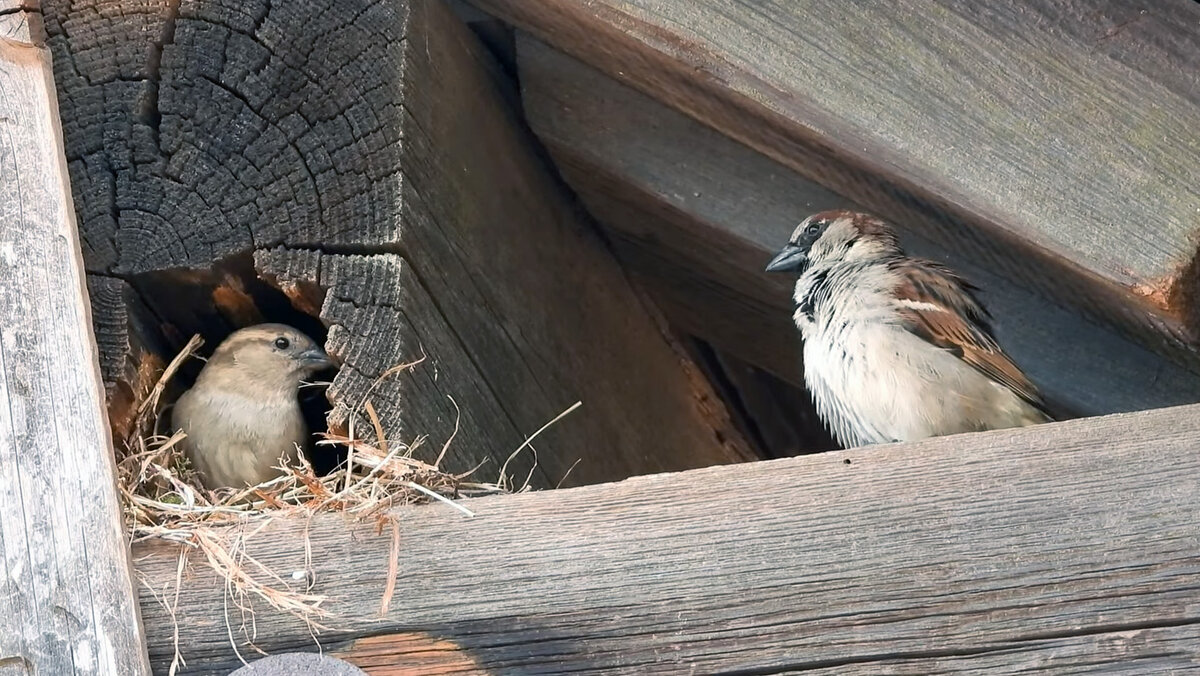 Дом алексея воробьева в лос анджелесе. Как живет воробьев. Как живет воробьев. Как живет воробьев. Воробей презентация.