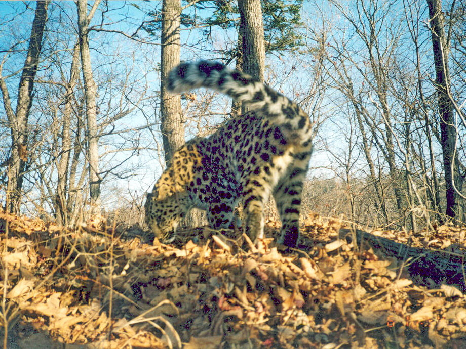 Дуня в начале века. Фото предоставлено нацпарком "Земля леопарда"