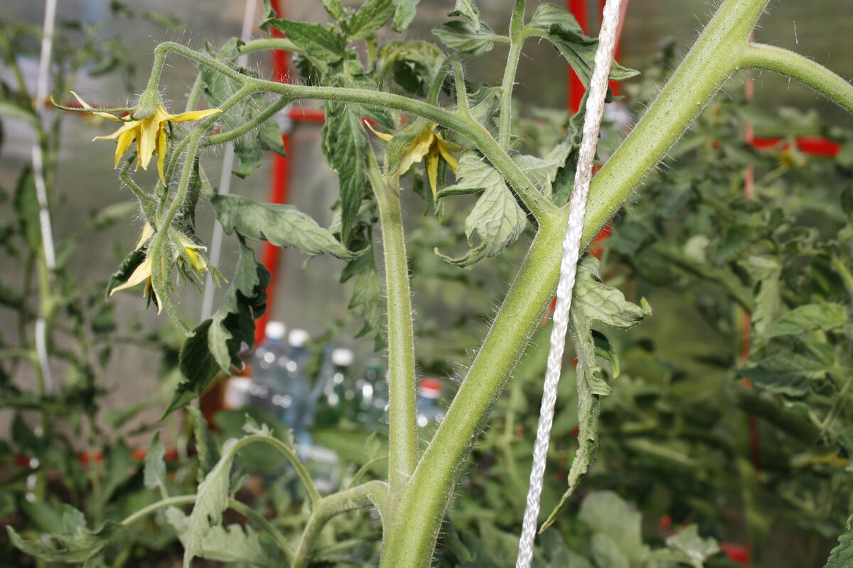 Se puede congelar tomate triturado