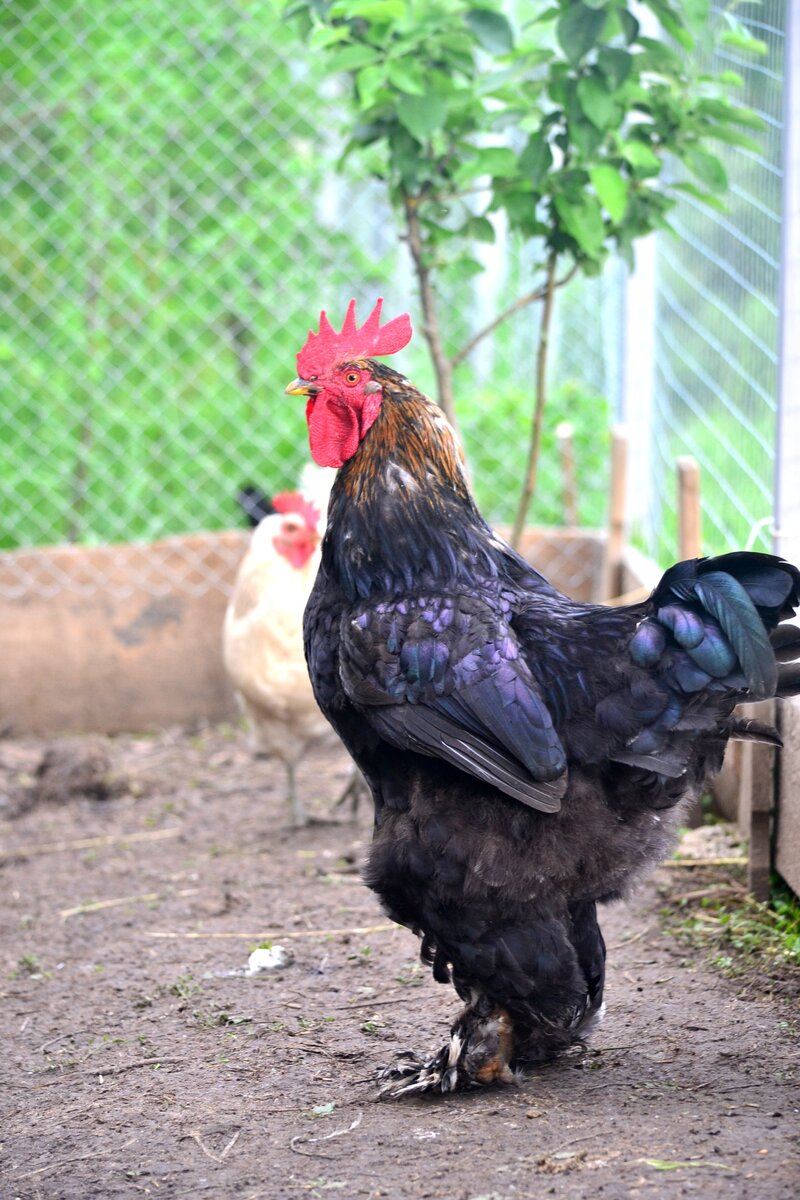 Осторожно лиса