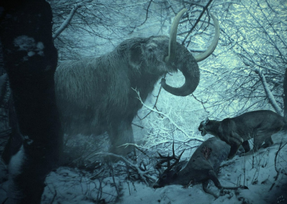 Благодаря шерстяной тушке, мастодонты могли ходить не только по югу, но и забираться в северные регионы. 