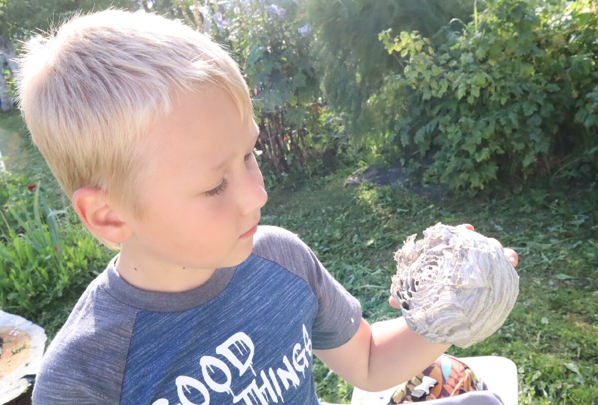 Сторона, которой гнездо прикреплялось к крыше