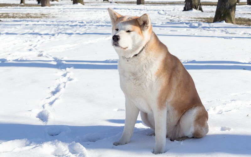 Чтобы понять, какая роль отведена аките в нашем доме, понадобилось три года. Фото @kinologsmirnov.ru