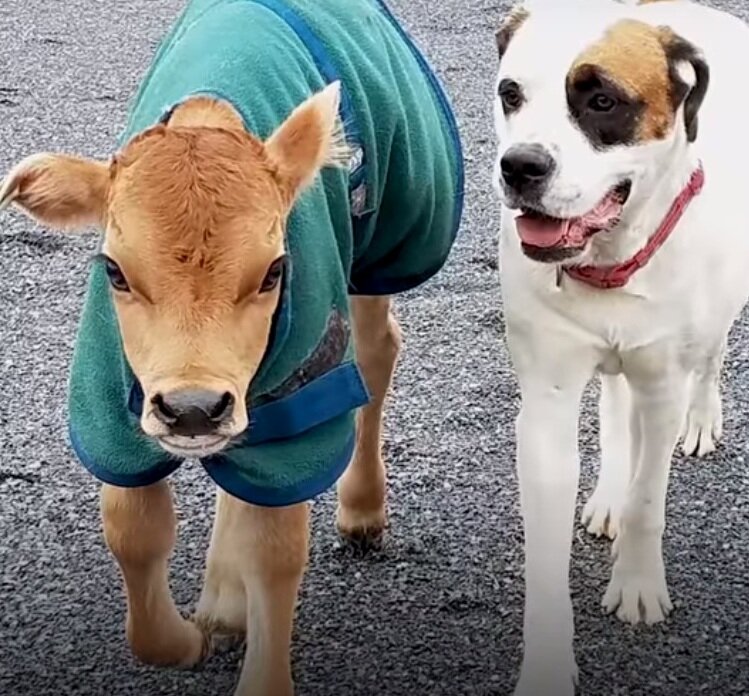 скрин с youtube (взят исключительно с целью показать героев истории)