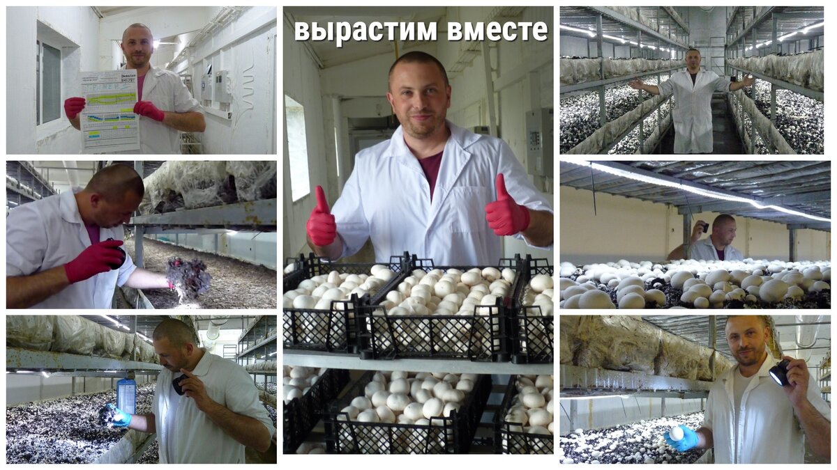  Высоких Вам урожаев и стабильной хорошей цены на гриб. С уважением консультант Тарас Мельник
