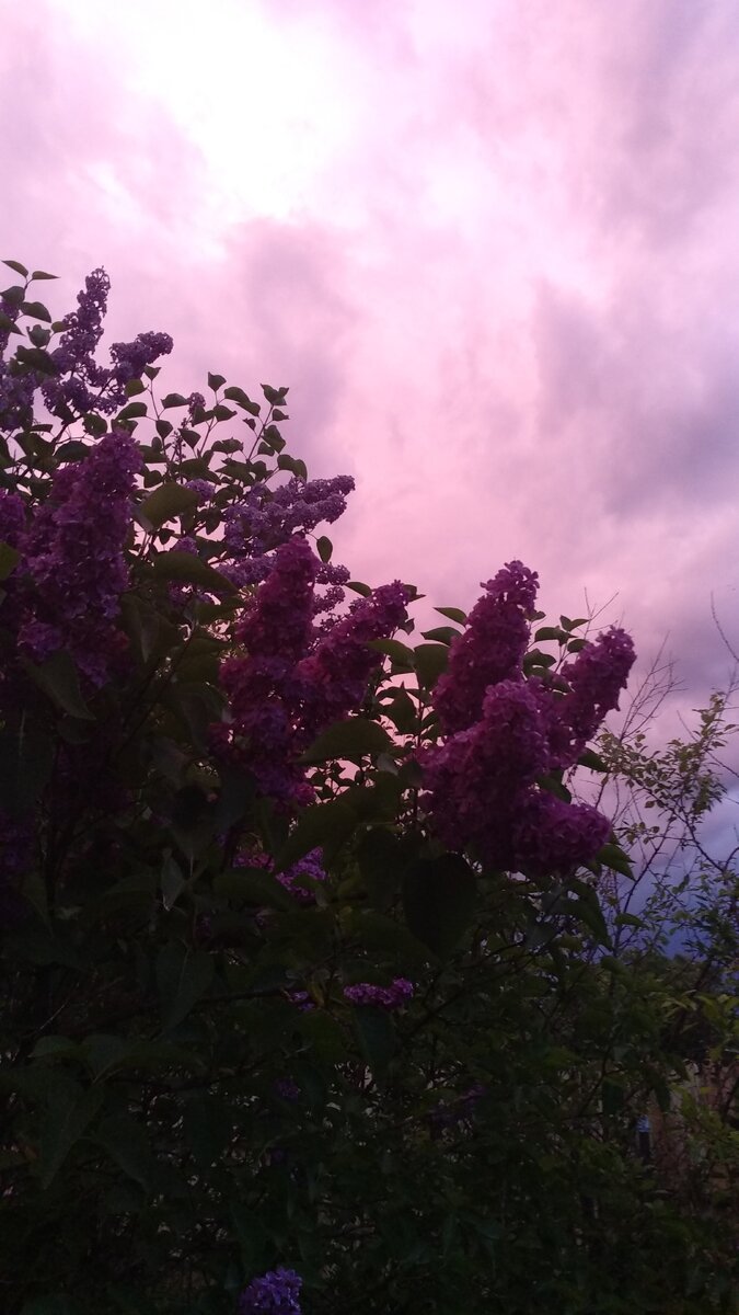 Личный архив