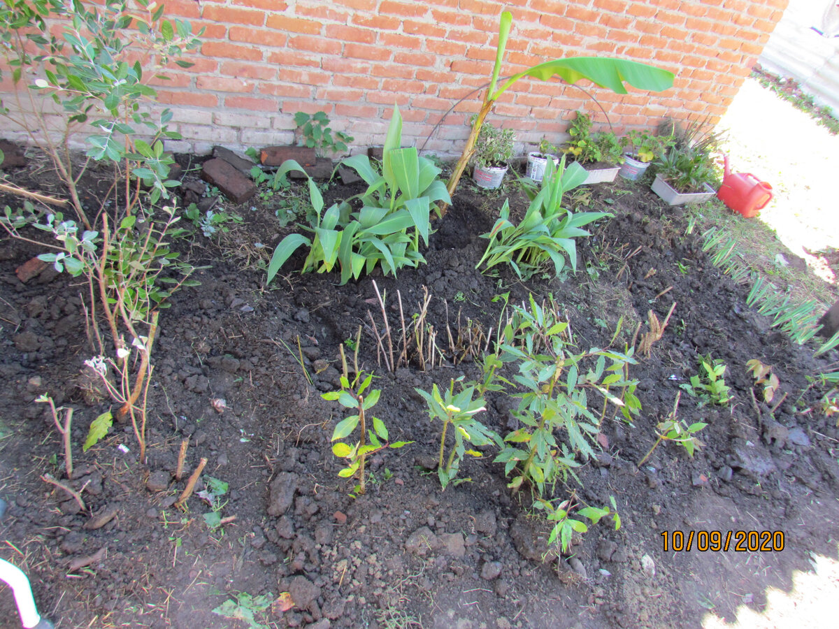 Саженцы из сочинского сада хорошо перенесли переезд.