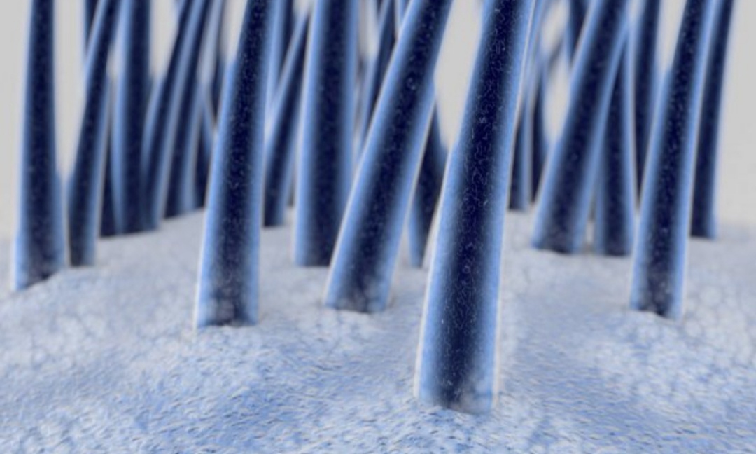 Кожа головы и чистый волос под микроскопом после глубокого очищения .