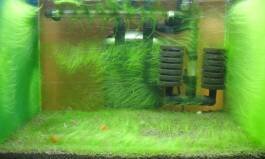 Зеленая вода/Цветение воды.