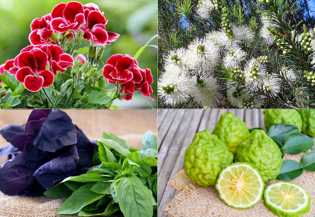 Ароматы для привлечения денег