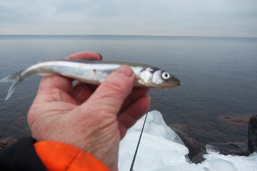 Водоемов форум питерских. Корюшка 10.02.2022 финский залив. Корюшка финский залив. Корюшка на финском заливе 2021. Корюшка на дамбе.