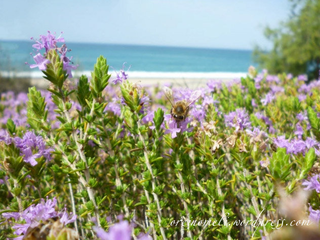 Источник фото: oreinomeli.wordpress.com