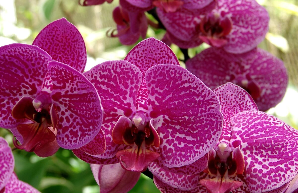 Какой грунт выбрать для драцены, кактуса и орхидеи