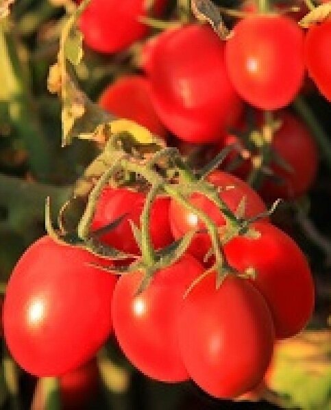 Томат черри 6 Пунто 7. Фото из Интернета.